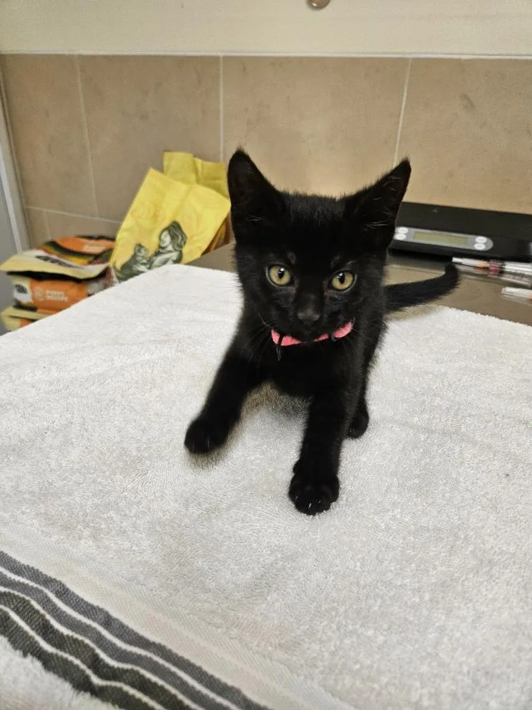 A baby small-sized female Domestic Short Hair cat named Nyx for adoption in Pratt, KS
