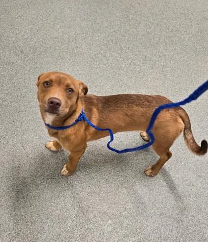 An adult medium-sized female Dachshund dog named Sienna for adoption in Daphne, AL