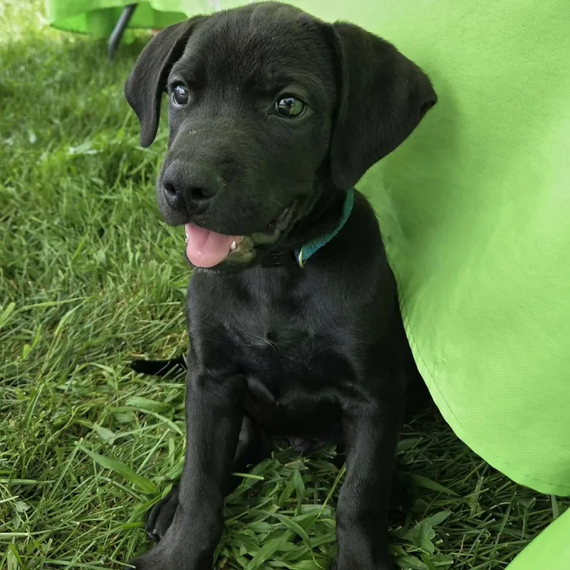 A baby large-sized male Labrador Retriever dog named Breaker for adoption in McHenry, IL