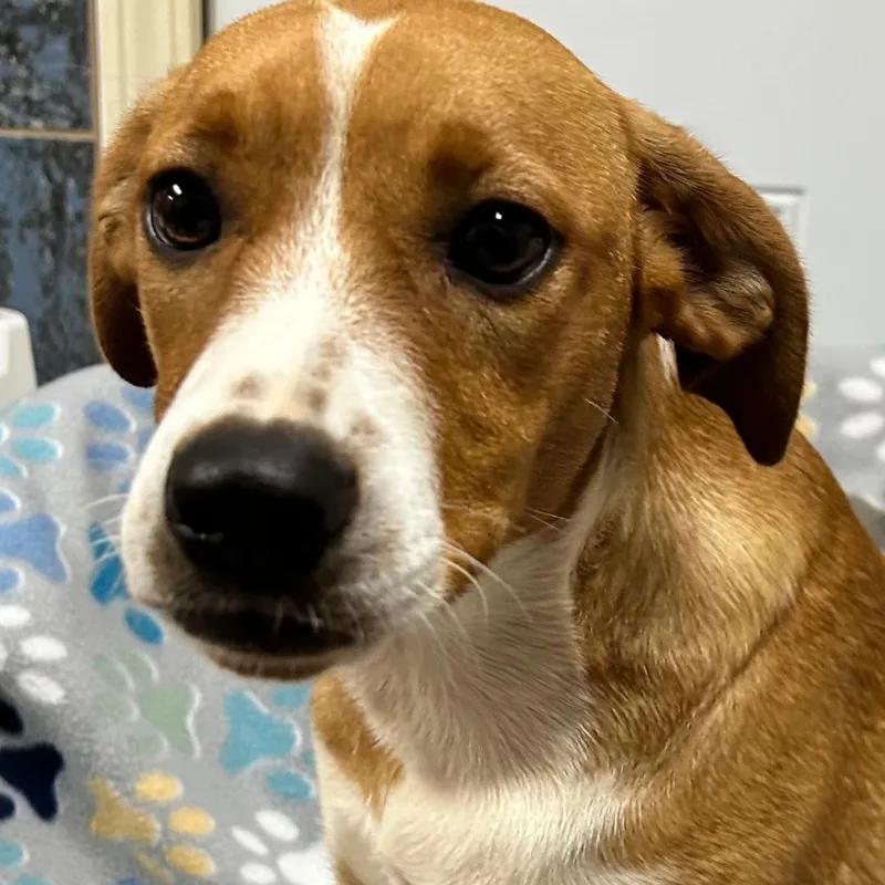A baby medium-sized female Labrador Retriever dog named Angel for adoption in Bartonsville, PA