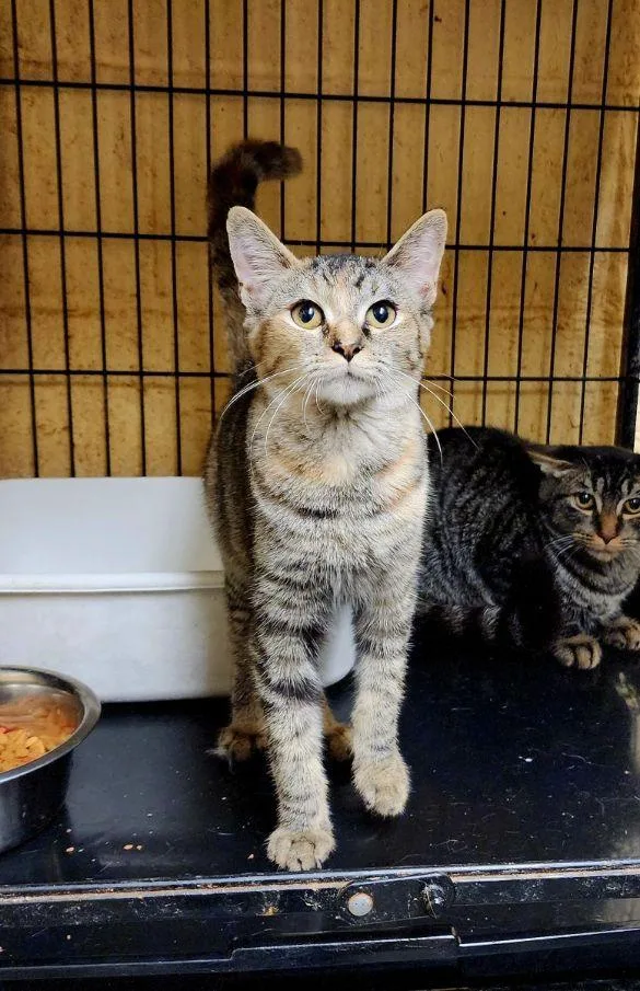 A young medium-sized female Tabby cat named Poppy for adoption in Perth Amboy, NJ