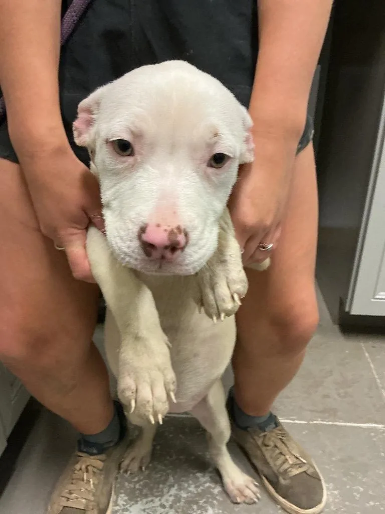 A baby small-sized female Mixed Breed dog named Reese for adoption in Dyersburg, TN