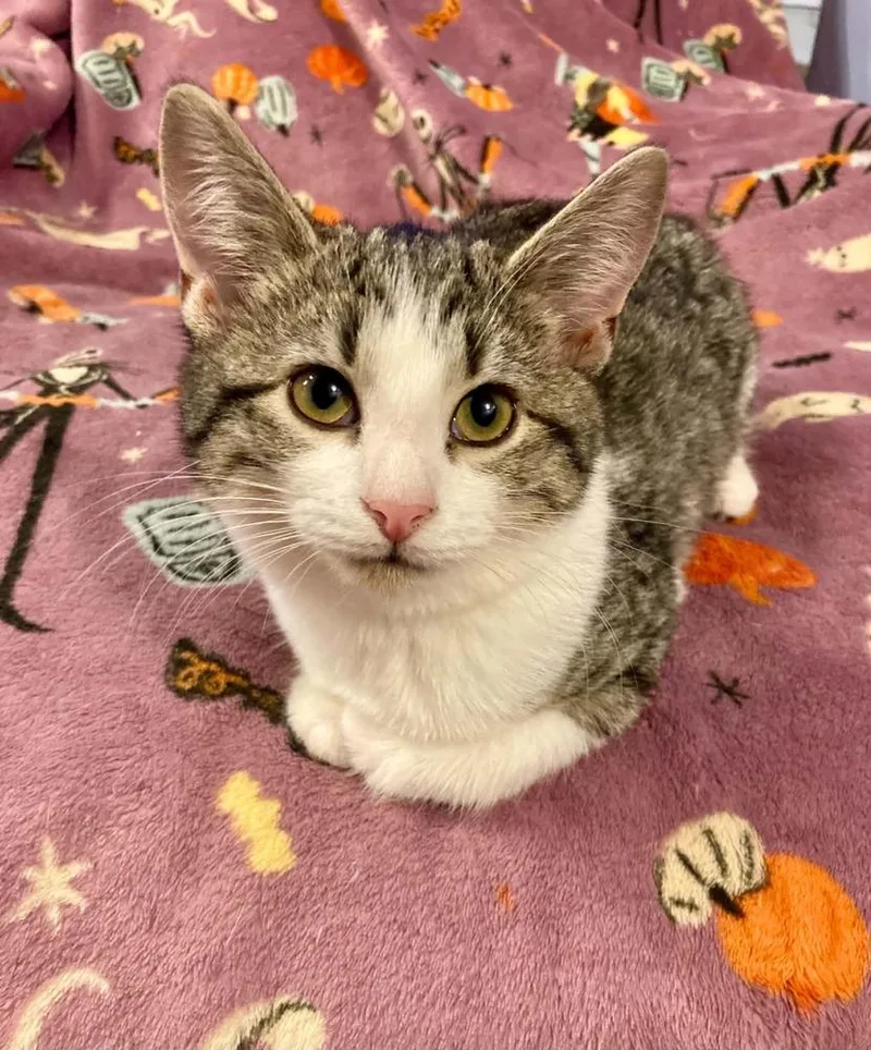 A baby small-sized female Domestic Short Hair cat named Shimmer for adoption in West Mifflin, PA