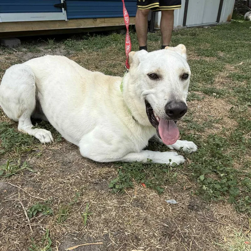 A young large-sized male Labrador Retriever dog named Pugsley PC for adoption in Goliad, TX