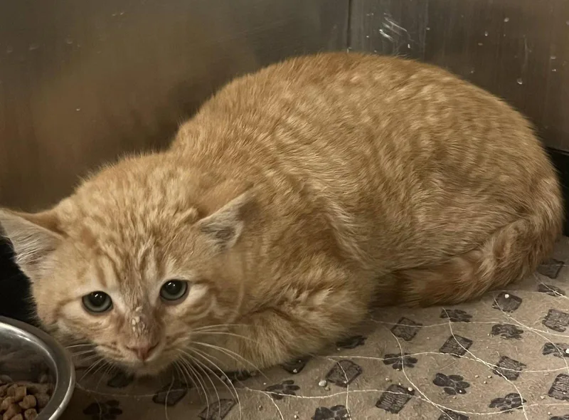 A baby medium-sized male Orange / Red Domestic Short Hair cat named Rocco for adoption in Pryor, OK