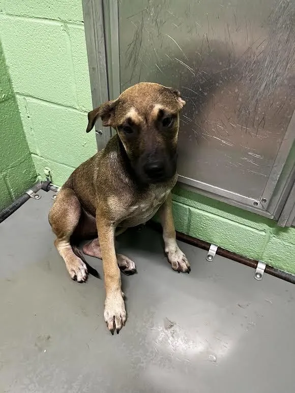 A baby large-sized female Pit Bull Terrier dog named Okapi for adoption in Nacogdoches, TX