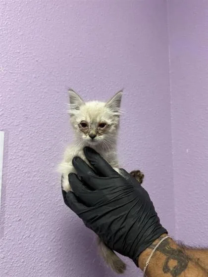 A baby small-sized male White Siamese cat named 61054105 for adoption in El Paso, TX
