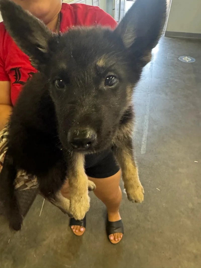 A baby small-sized male German Shepherd Dog dog named Stewart for adoption in Los Angeles, CA
