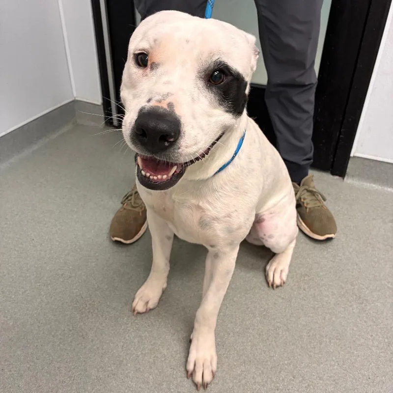 An adult large-sized female White / Cream Terrier dog named Luna for adoption in Abilene, TX