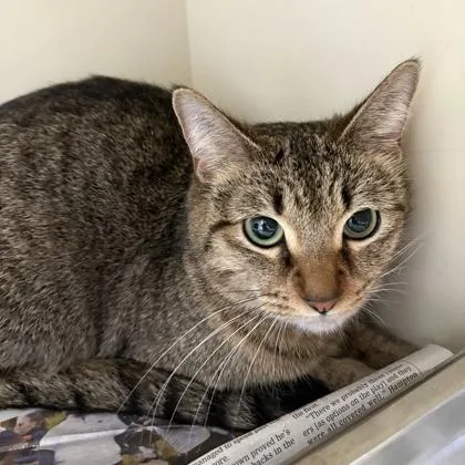 An adult medium-sized female Brown / Chocolate Domestic Short Hair cat named Nova for adoption in DeKalb, IL