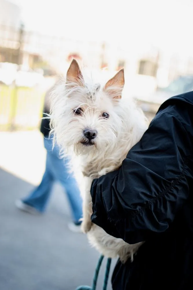 An adult small-sized male White / Cream Terrier dog named Sunset for adoption in Frankfort, NY
