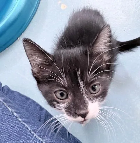 A baby small-sized female Domestic Short Hair cat named Maggie for adoption in Ogdensburg, NY