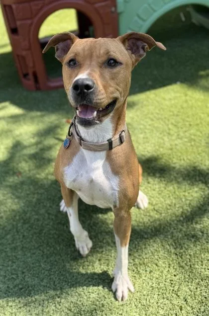 Pipsqueak thumbnail 3