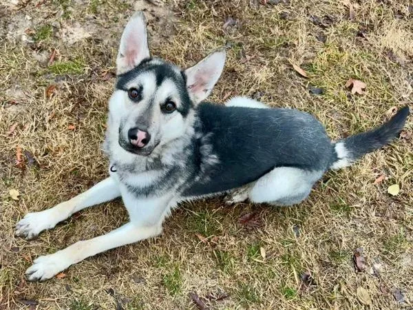 An adult large-sized male German Shepherd Dog dog named Chicken Salad Chick for adoption in Millersville, MD