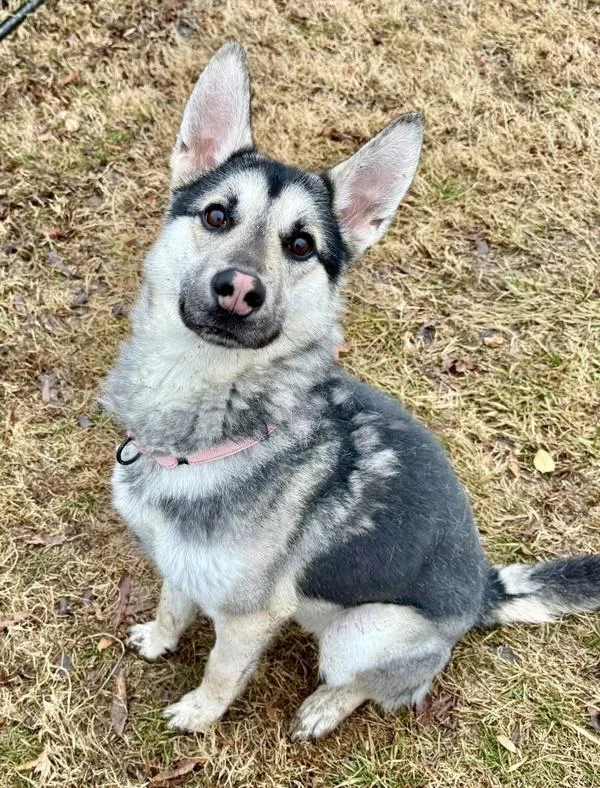 Chicken Salad Chick thumbnail 2