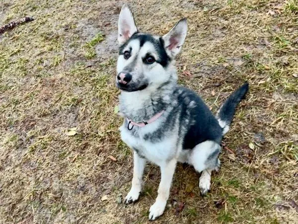 Chicken Salad Chick thumbnail 3