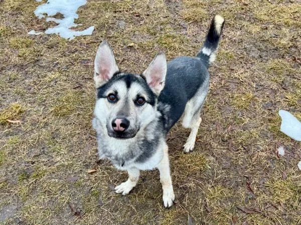 Chicken Salad Chick thumbnail 4