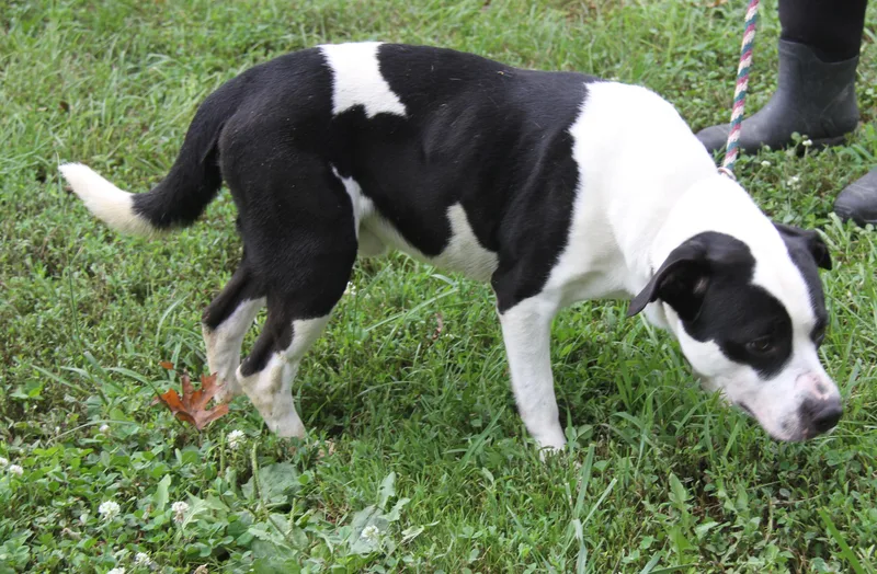 An adult medium-sized male Black Pit Bull Terrier dog named Fred for adoption in Marietta, OH