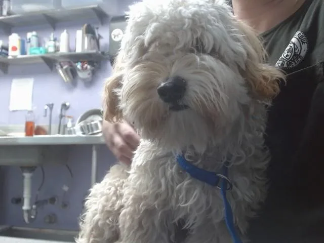 A young medium-sized male Poodle dog named Lucky for adoption in Albuquerque, NM