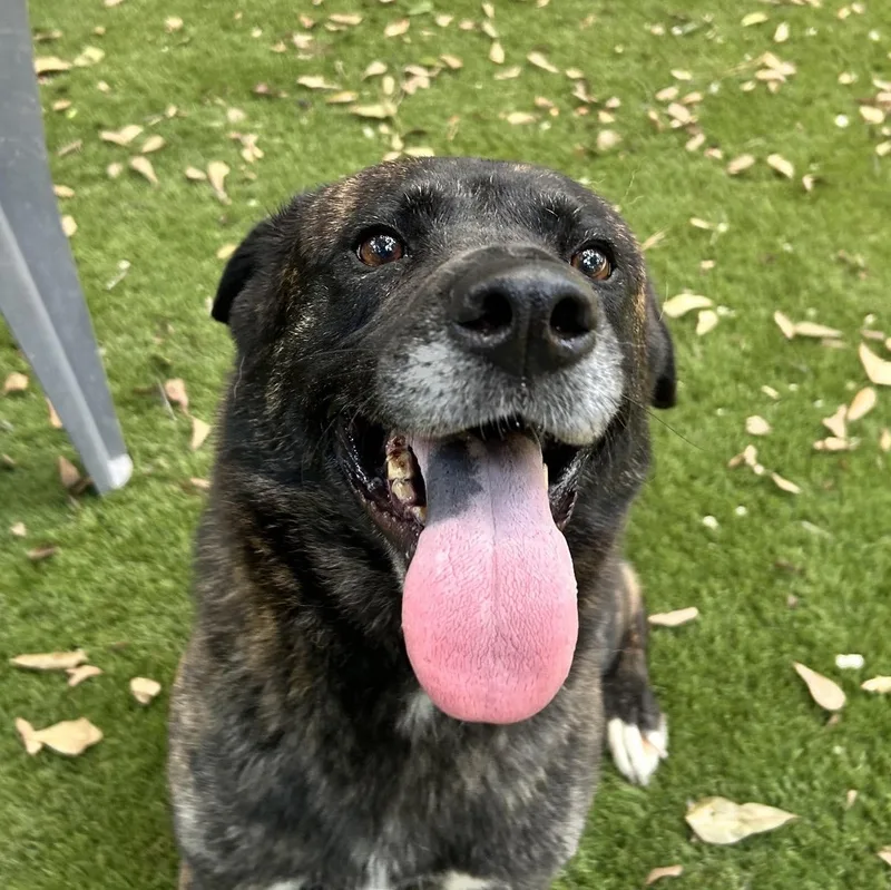 Hazel