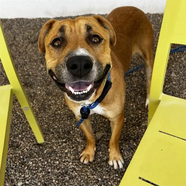 An adult large-sized male Pit Bull Terrier dog named Taquito for adoption in Mesa, AZ