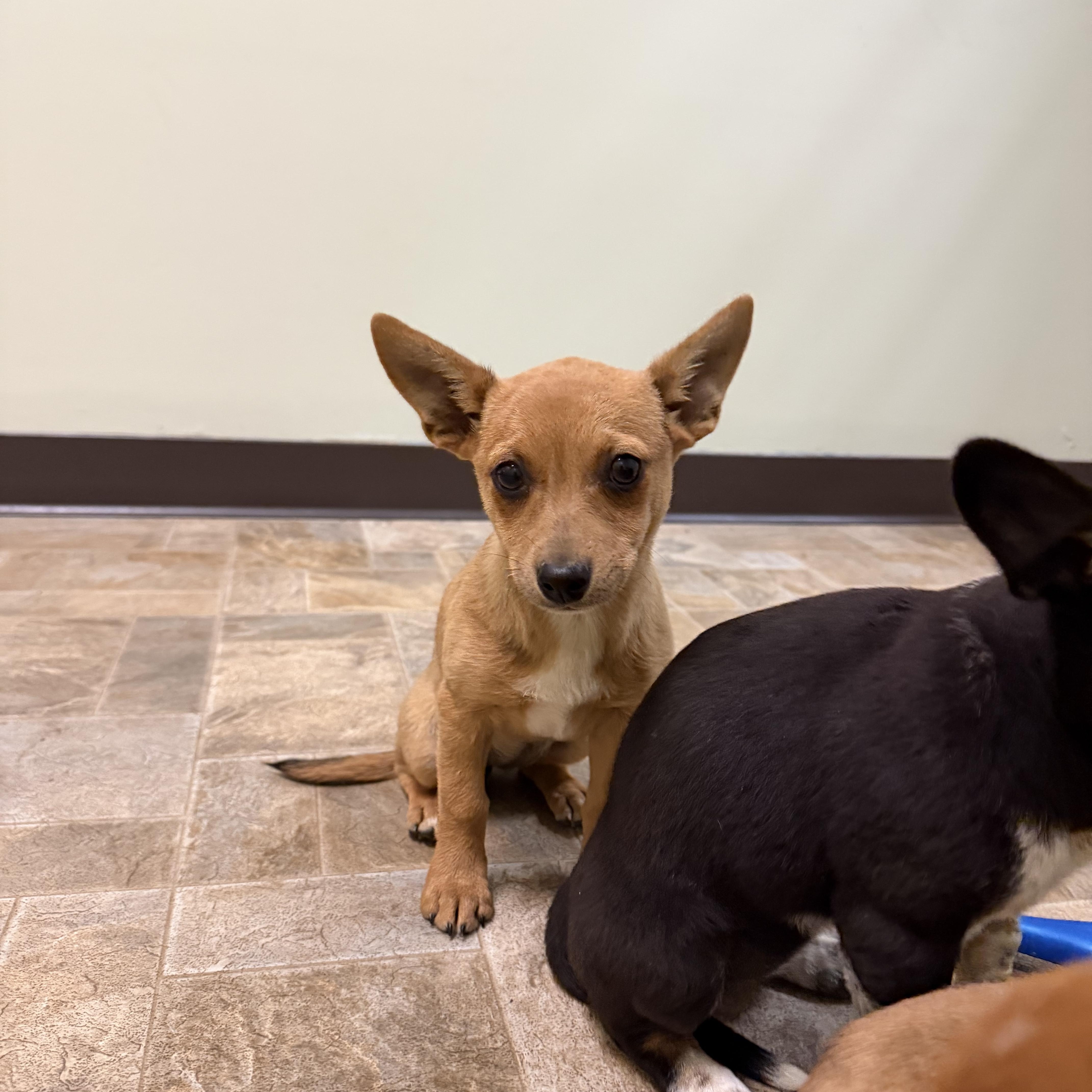 A baby small-sized female Red / Chestnut / Orange Chihuahua dog named Belle for adoption in Dodgeville, WI