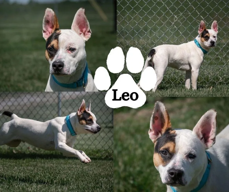 A young medium-sized male White / Cream Mixed Breed dog named Leo for adoption in Winchester, KY