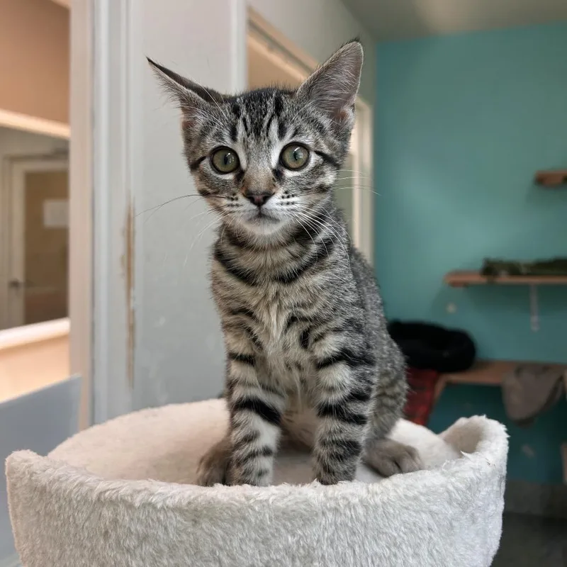 A baby small-sized female Brown / Chocolate Domestic Short Hair cat named Bowie for adoption in Fresno, CA