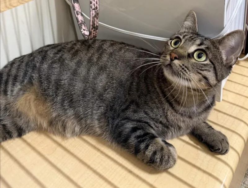 A baby medium-sized female Tabby (Brown / Chocolate) Tabby cat named Isabella for adoption in Pearland, TX