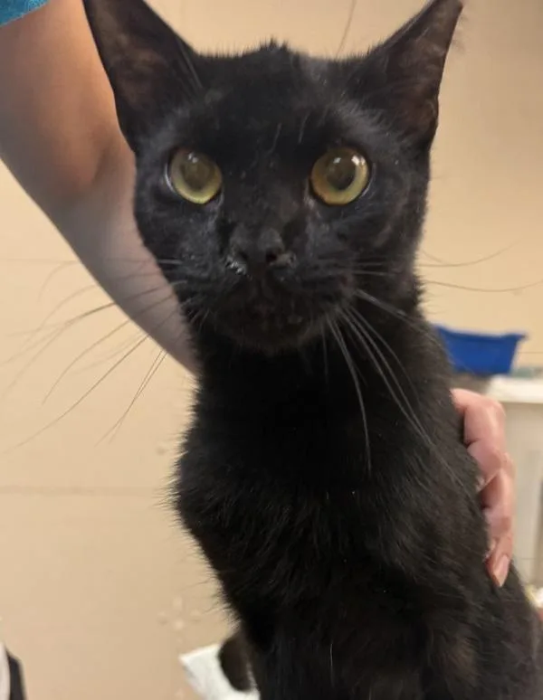 An adult small-sized female Domestic Short Hair cat named Judy for adoption in Salisbury, MD