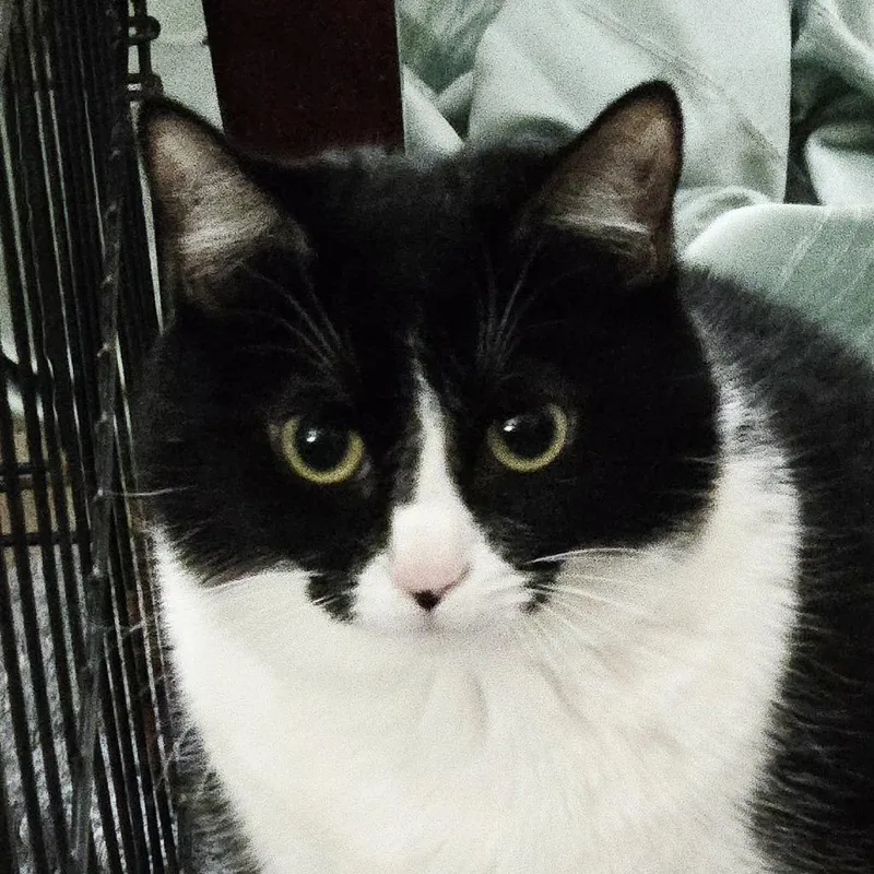 A young medium-sized female Black Domestic Short Hair cat named Roberta for adoption in Auburn, AL