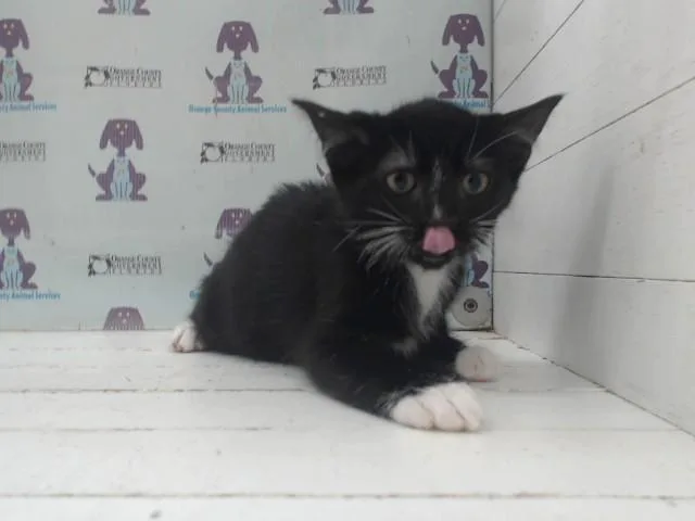 A baby small-sized male Domestic Short Hair cat named Octavius for adoption in Orlando, FL