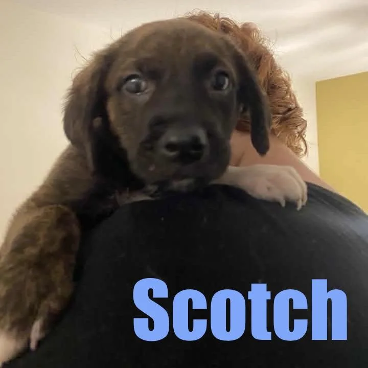 A baby small-sized male Border Collie dog named Scotch for adoption in Ellicott City, MD