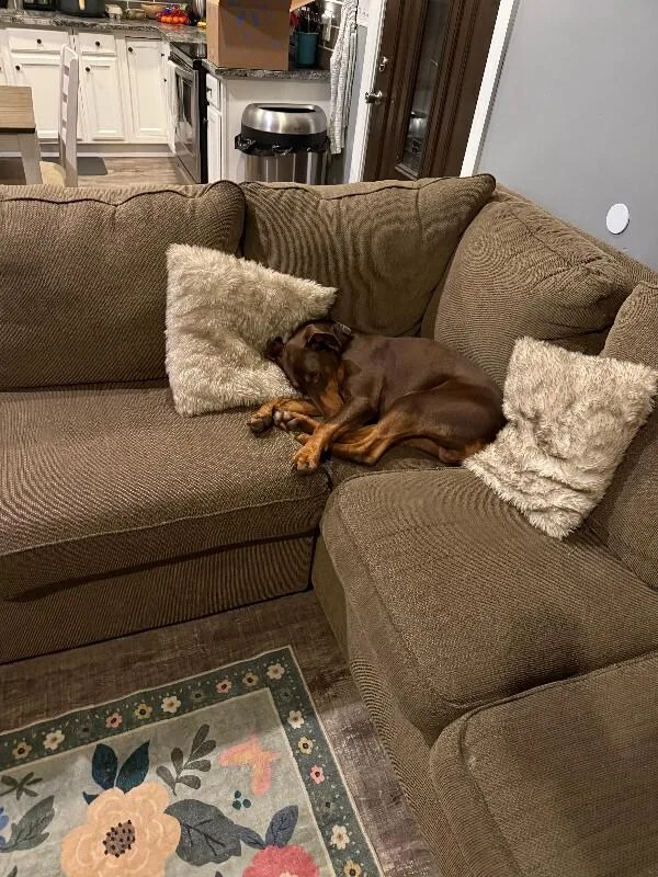 An adult medium-sized male Red / Chestnut / Orange Mixed Breed dog named Reece for adoption in Cincinnati, OH