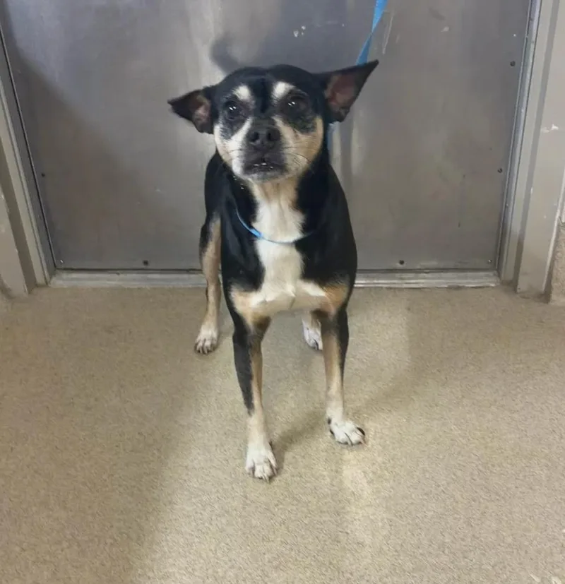 An adult small-sized male Chihuahua dog named Mordecai for adoption in Seguin, TX