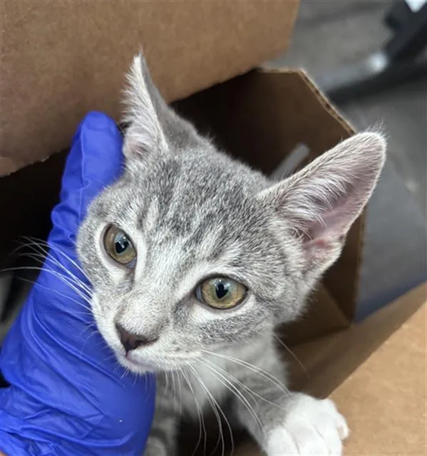 A baby medium-sized male Domestic Short Hair cat named Soks for adoption in Dallas, TX