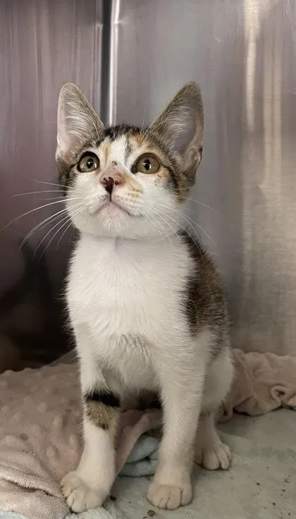 A baby small-sized female Domestic Short Hair cat named Ember for adoption in Houston, TX