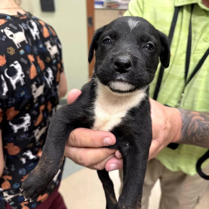A baby medium-sized female Black Cattle Dog dog named Adelaide for adoption in Upland, CA