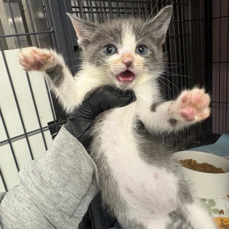 A baby small-sized female Gray / Blue / Silver Domestic Short Hair cat named Oleander for adoption in Binghamton, NY