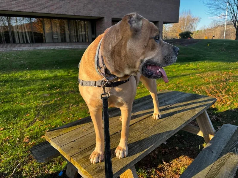 An adult extra large-sized female Cane Corso dog named Mama for adoption in Meriden, CT