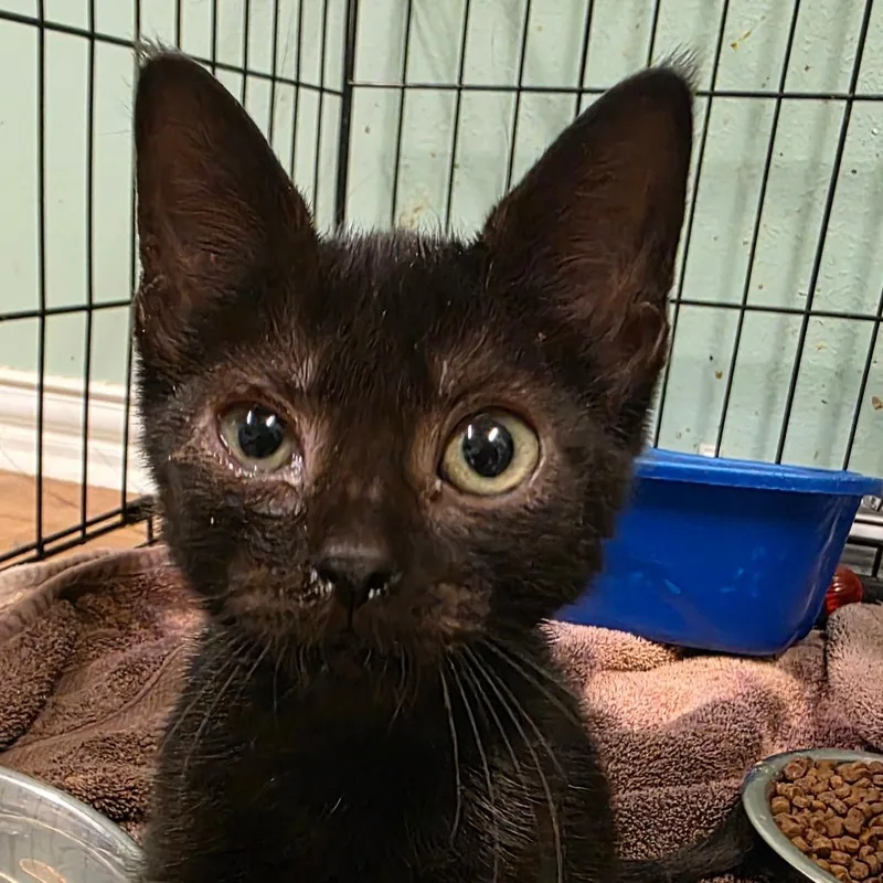 A baby small-sized female Black Domestic Short Hair cat named Prawns for adoption in Leander, TX