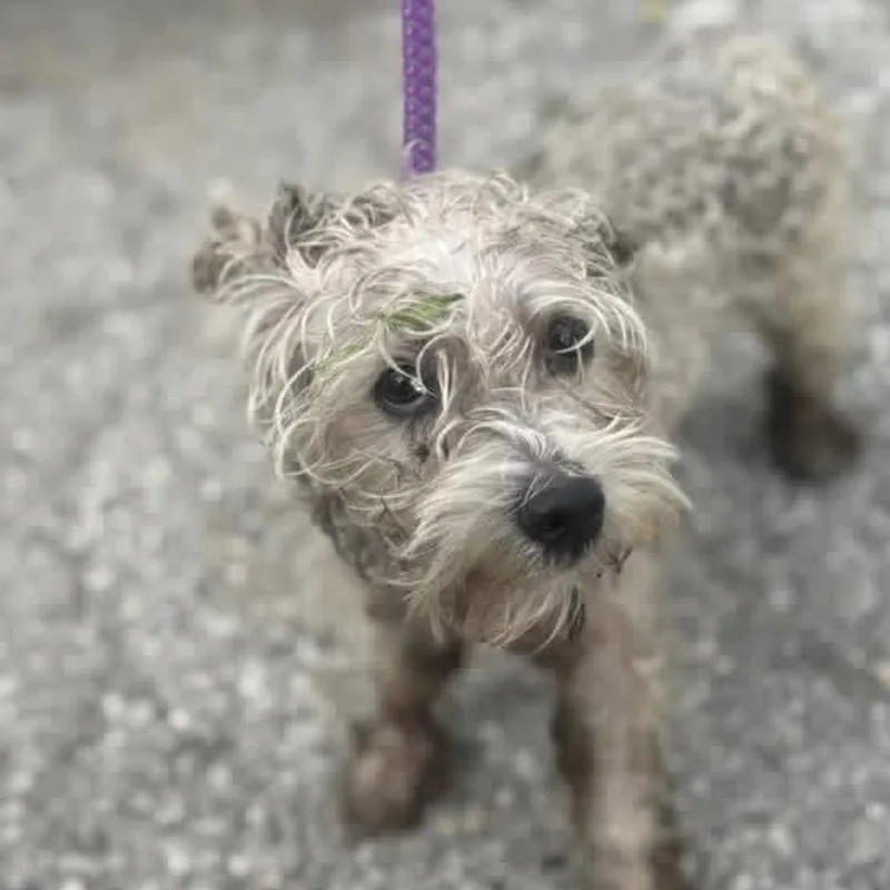 A young small-sized female Apricot / Beige Poodle dog named Curly for adoption in Saint John, IN
