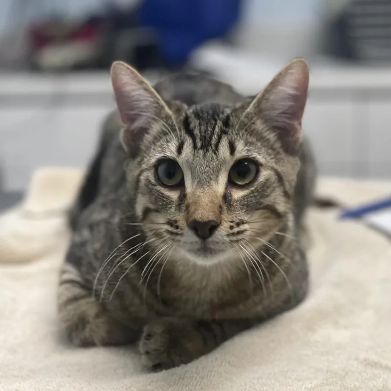 A baby medium-sized male Domestic Short Hair cat named Victor for adoption in Riverside, CA