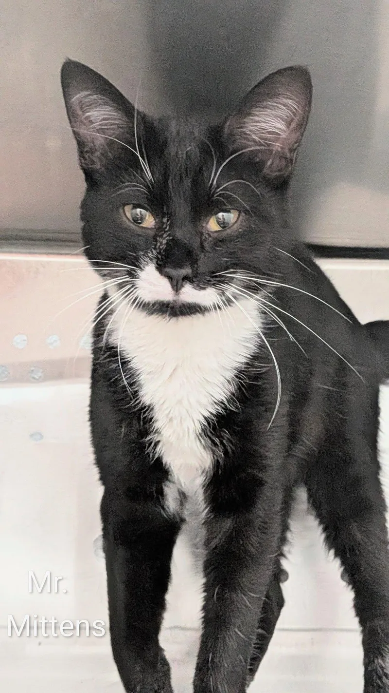 A young medium-sized male Black & White / Tuxedo Domestic Short Hair cat named Mr. Mittens for adoption in Flint, MI
