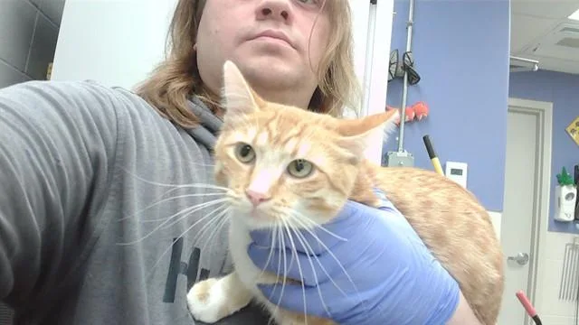A young medium-sized female Domestic Short Hair cat named Marigold for adoption in Omaha, NE