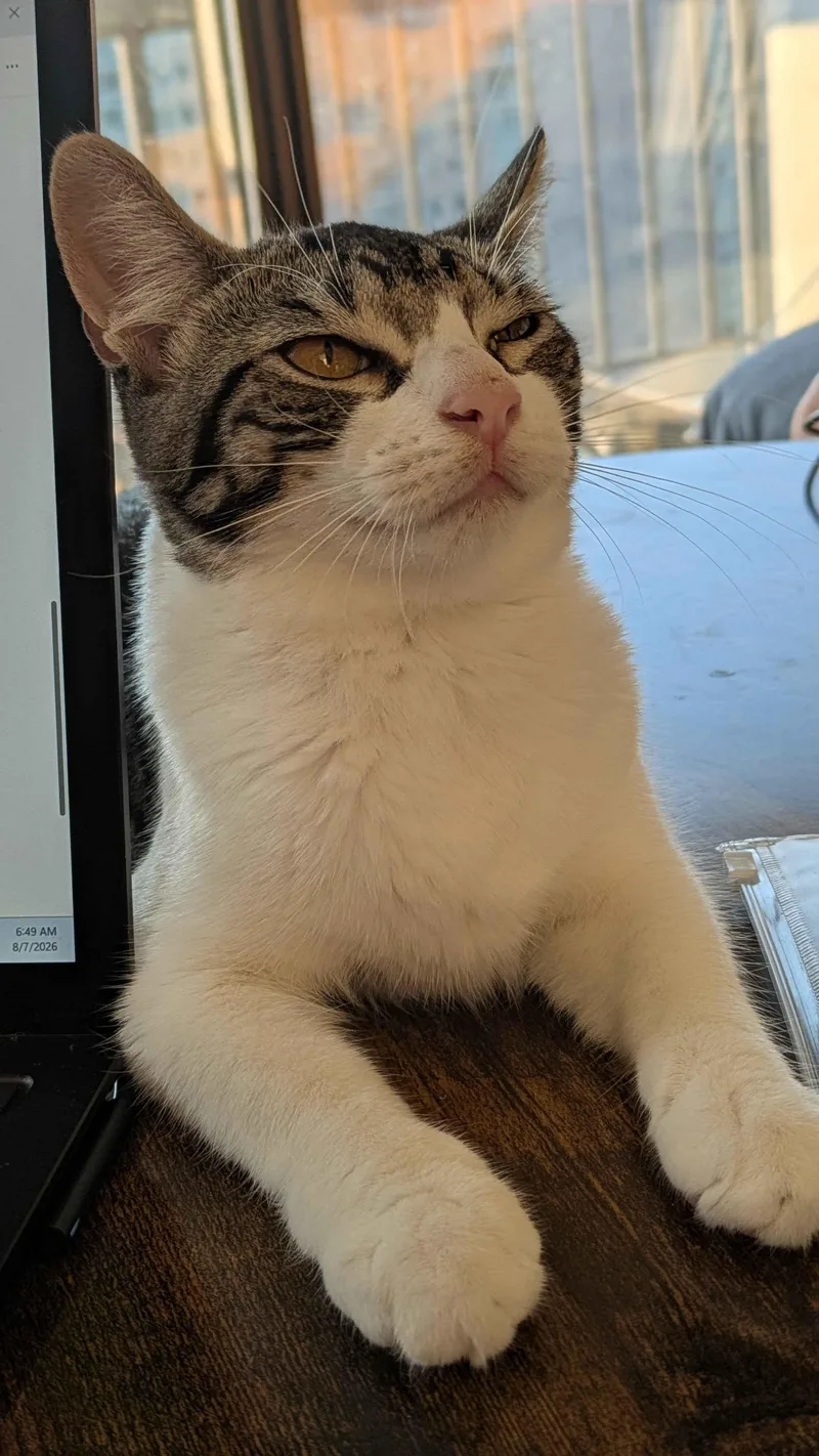 A baby medium-sized female Tabby (Gray / Blue / Silver) Domestic Short Hair cat named Sparky for adoption in Weehawken, NJ