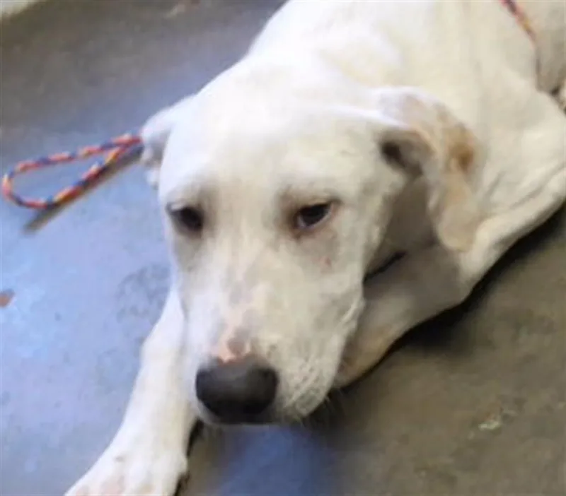 A baby medium-sized male Labrador Retriever dog named Man Man for adoption in Tulsa, OK