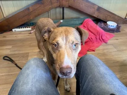 An adult medium-sized female Hound dog named Tina for adoption in Madison, NJ
