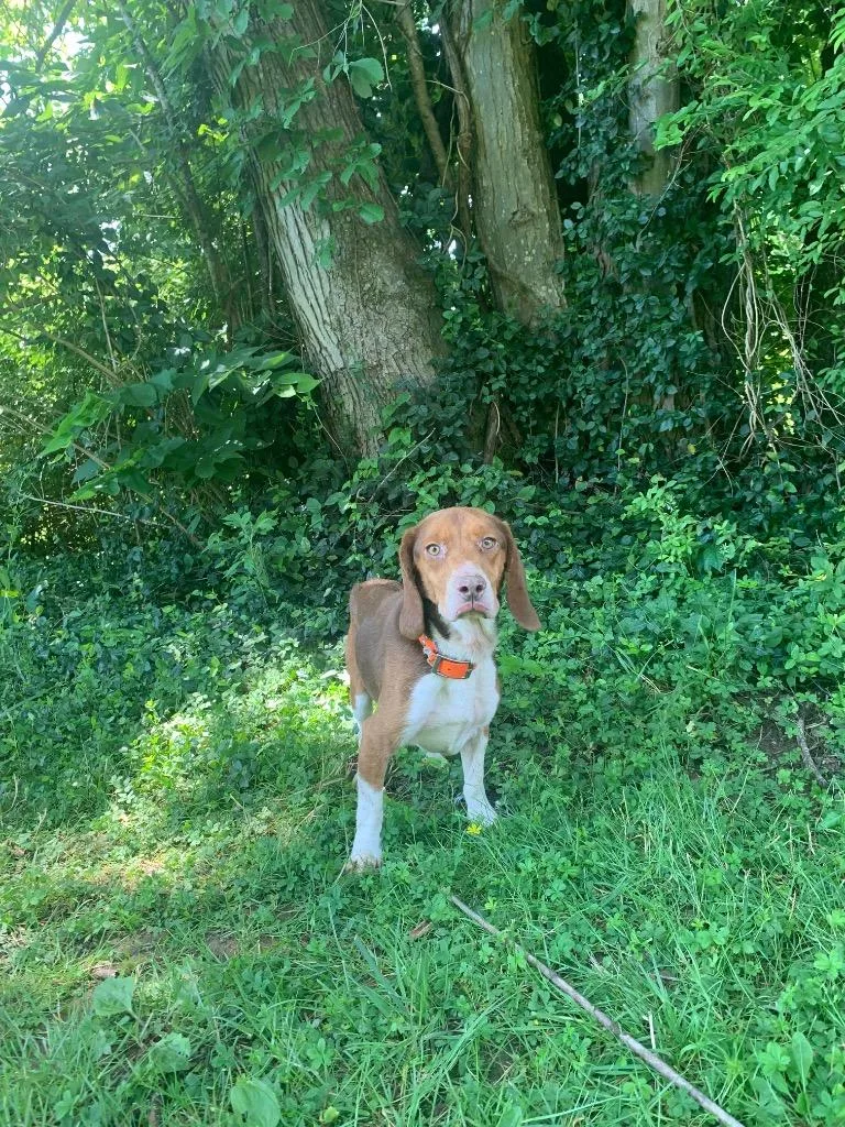 An adult small-sized male Brown / Chocolate Beagle dog named Darrell for adoption in Maysville, KY