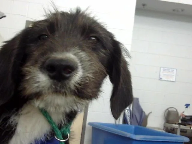 A baby large-sized female Mixed Breed dog named Snorlax for adoption in Dallas, TX